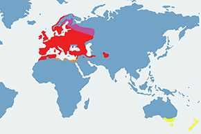Dzwoniec (zwyczajny) - mapa występowania na świecie