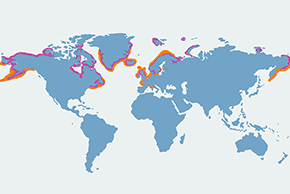 Edredon - mapa występowania na świecie