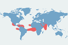 Faeton białosterny – mapa występowania na świecie