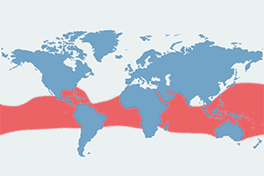 Faeton białosterny - mapa występowania na świecie