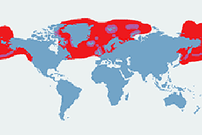 Fulmar (zwyczajny) - mapa występowania na świecie