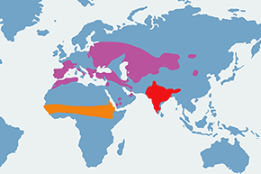 Gadożer - mapa występowania na świecie