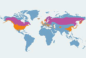 Gągoł - mapa występowania na świecie