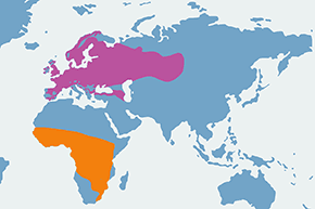 Gajówka - mapa występowania na świecie