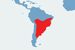 Garncarz rdzawy – mapa występowania na świecie