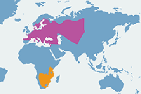 Gąsiorek - mapa występowania na świecie