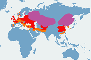 Gawron - mapa występowania na świecie