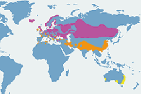 Gęgawa - mapa występowania na świecie