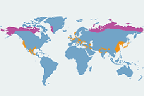 Gęś białoczelna - mapa występowania na świecie