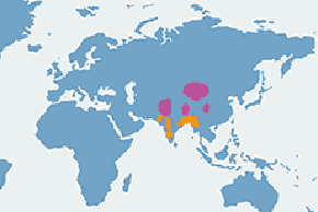 Gęś tybetańska - mapa występowania na świecie