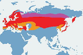 Gil (zwyczajny) - mapa występowania na świecie