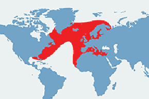 Głuptak zwyczajny – mapa występowania na świecie