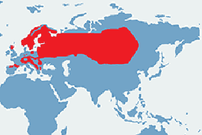 Głuszec (zwyczajny) – mapa występowania na świecie