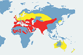 Gołąb skalny - mapa występowania na świecie