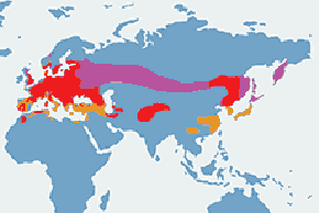 Grubodziób (zwyczajny) – mapa występowania na świecie