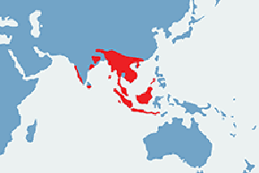 Gwarek czczony - mapa występowania na świecie