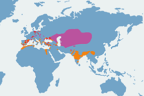 Hełmiatka - mapa występowania na świecie