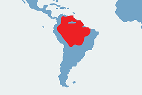 Hoacyn - mapa występowania na świecie