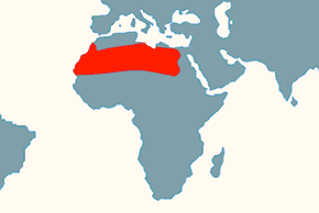 Hubara saharyjska - mapa występowania na świecie