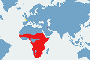 Ibis czczony – mapa występowania na świecie
