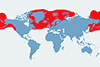 Fulmar (zwyczajny) - mapa