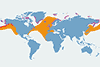 Mewa trójpalczasta - mapa