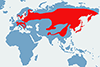 Orzechówka (zwyczajna) - mapa