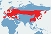 Raniuszek, raniuszek zwyczajny - mapa