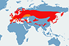 Sosnówka - mapa