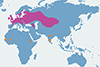 Świerszczak (zwyczajny) - mapa