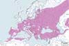 Wilga, wilga zwyczajna - mapa