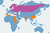 Żuraw zwyczajny, żuraw - mapa