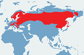 Jarząbek (zwyczajny) – mapa występowania na świecie
