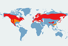 Jastrząb - mapa występowania na świecie