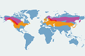 Jemiołuszka - mapa występowania na świecie