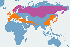 Jer - mapa występowania na świecie