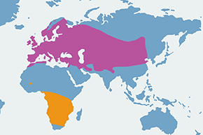 Jerzyk (zwyczajny) – mapa występowania na świecie