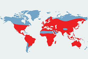Jerzyk (zwyczajny) - mapa występowania na świecie