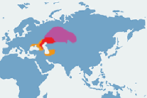Skowronek białoskrzydły – mapa występowania na świecie