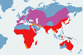 Kania czarna – mapa występowania na świecie