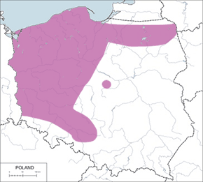 Kania ruda - mapa występowania w Polsce