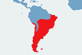 Karakara czubata - mapa występowania na świecie
