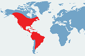 Kardynał szkarłatny - mapa występowania na świecie