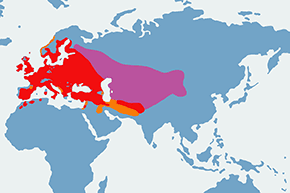 Kawka (zwyczajna) – mapa występowania na świecie
