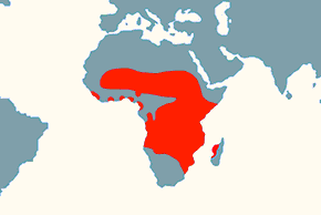Kleszczak afrykański - mapa występowania na świecie