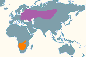Kobczyk (zwyczajny) - mapa występowania na świecie
