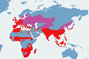 Kokoszka (zwyczajna) - mapa występowania na świecie