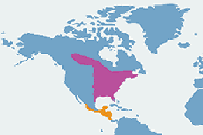 Koliberek rubinobrody - mapa występowania na świecie