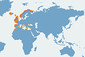 Kormoran czubaty - mapa występowania na świecie