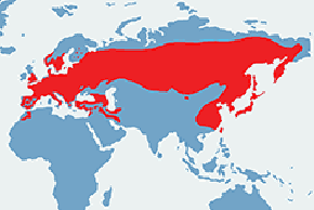 Kowalik (zwyczajny) – mapa występowania na świecie